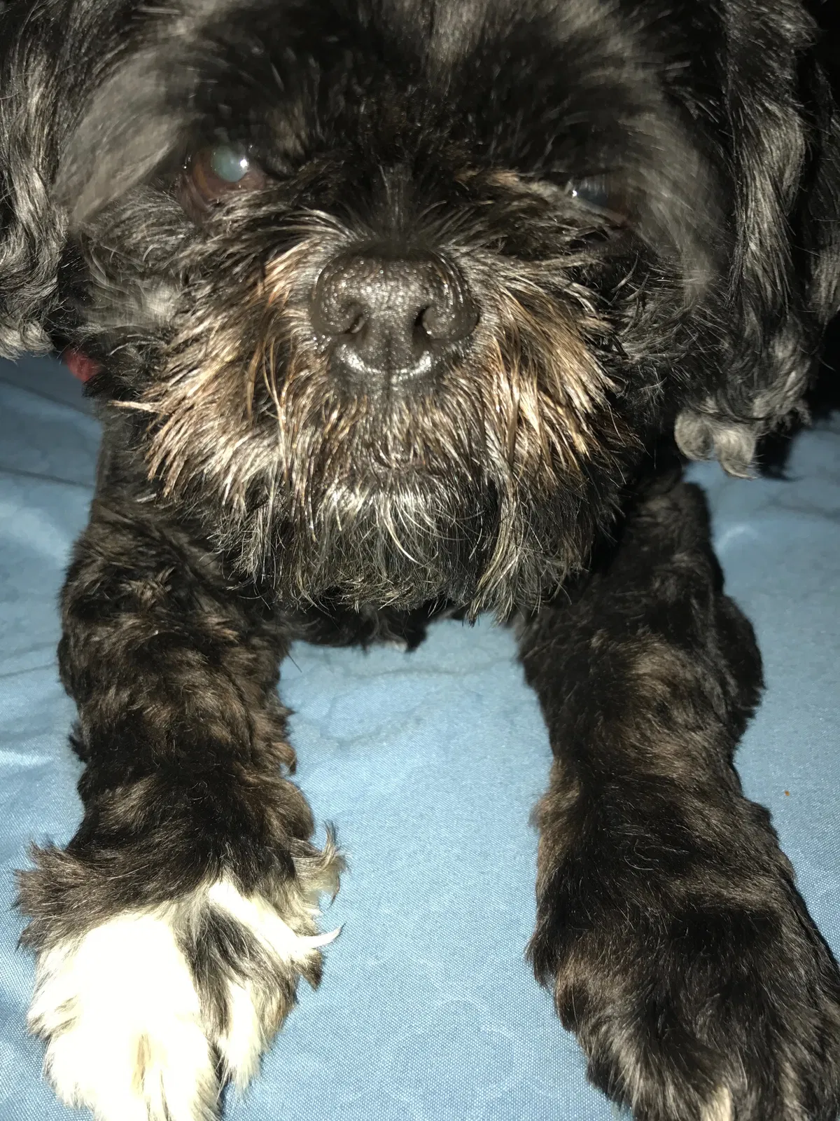 Lost dog in Woodbridge, VA, 22193