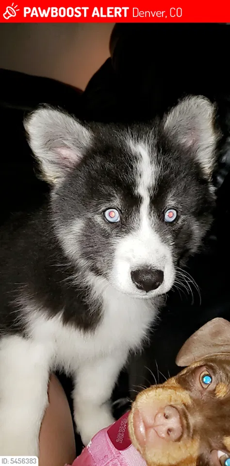 Lost dog in Denver, CO, 80236