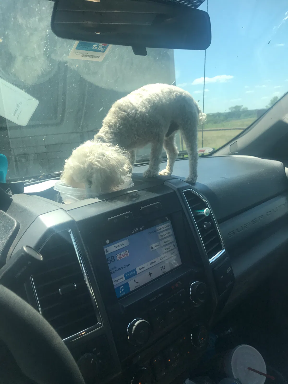 Lost dog in Waco, TX, 76701