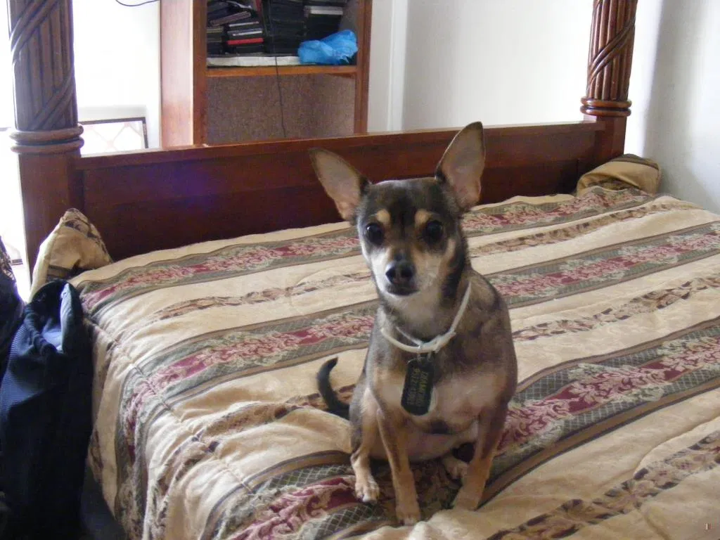 Lost dog in Moreno Valley, CA, 92553