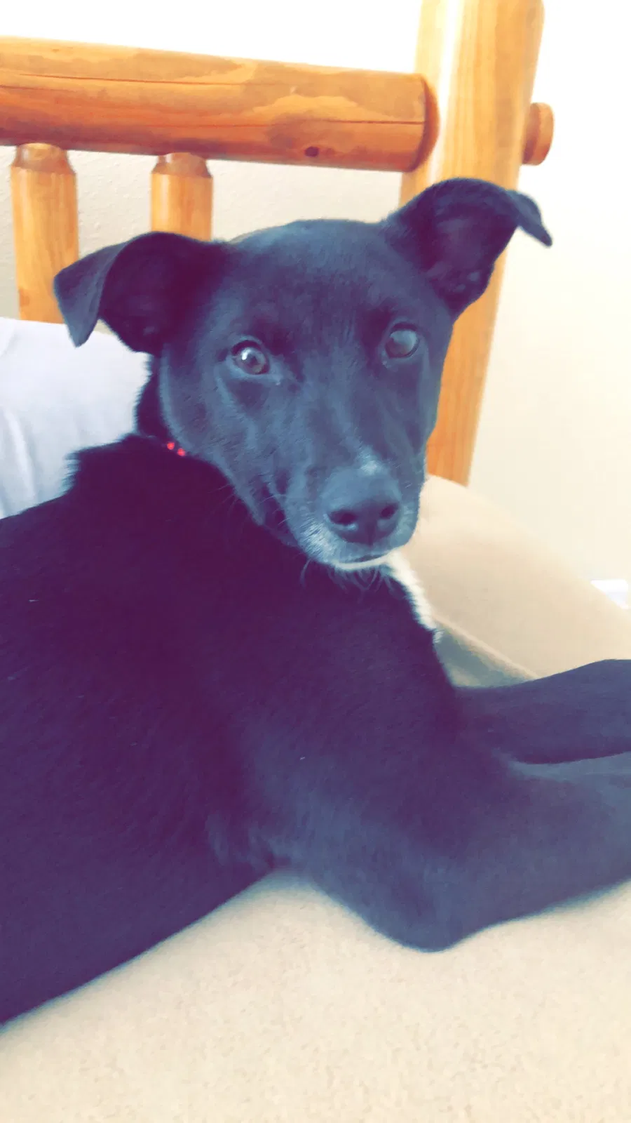 Lost dog in Newman Lake, WA, 99025