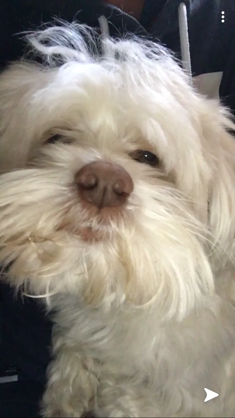 Lost dog in Santa Ana, CA, 92704