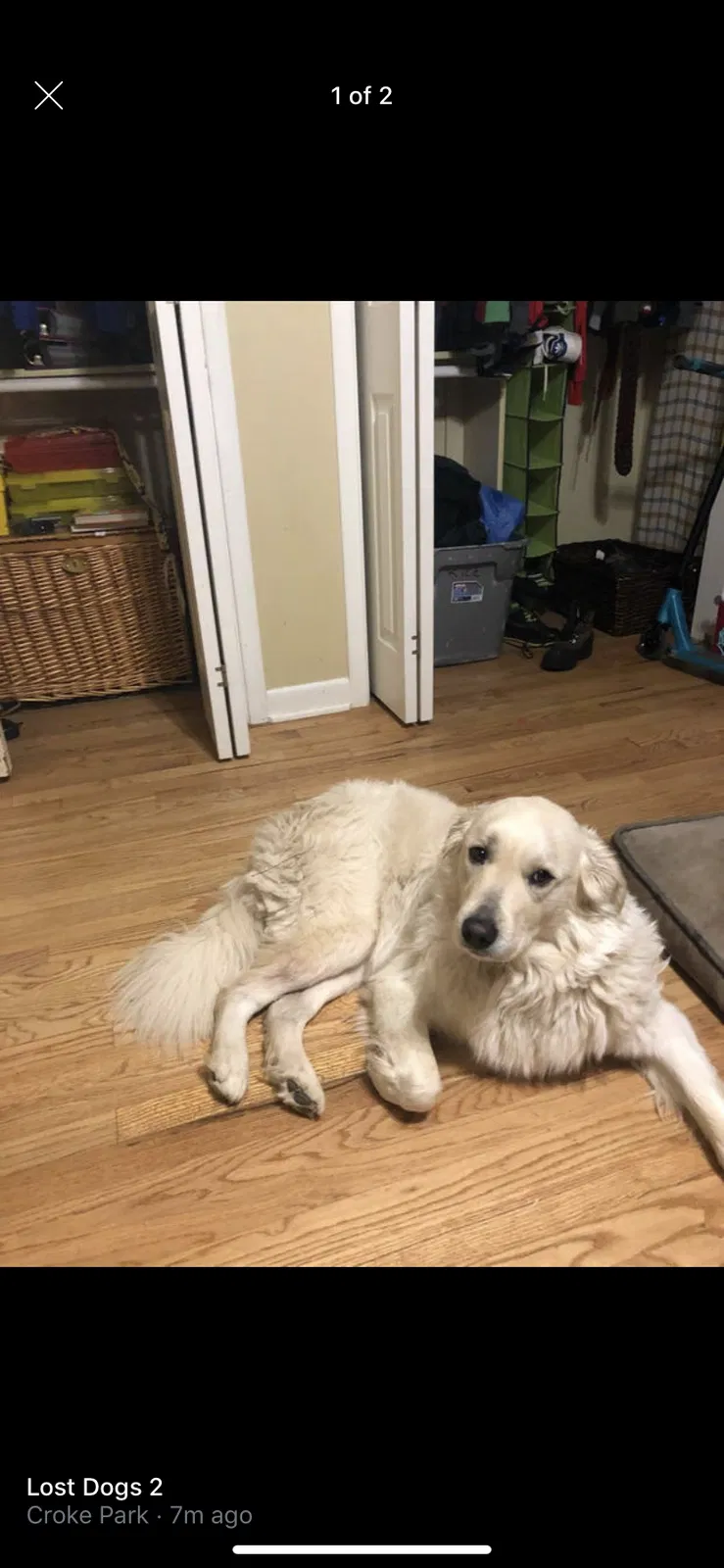 Lost dog in Denver, CO, 80234