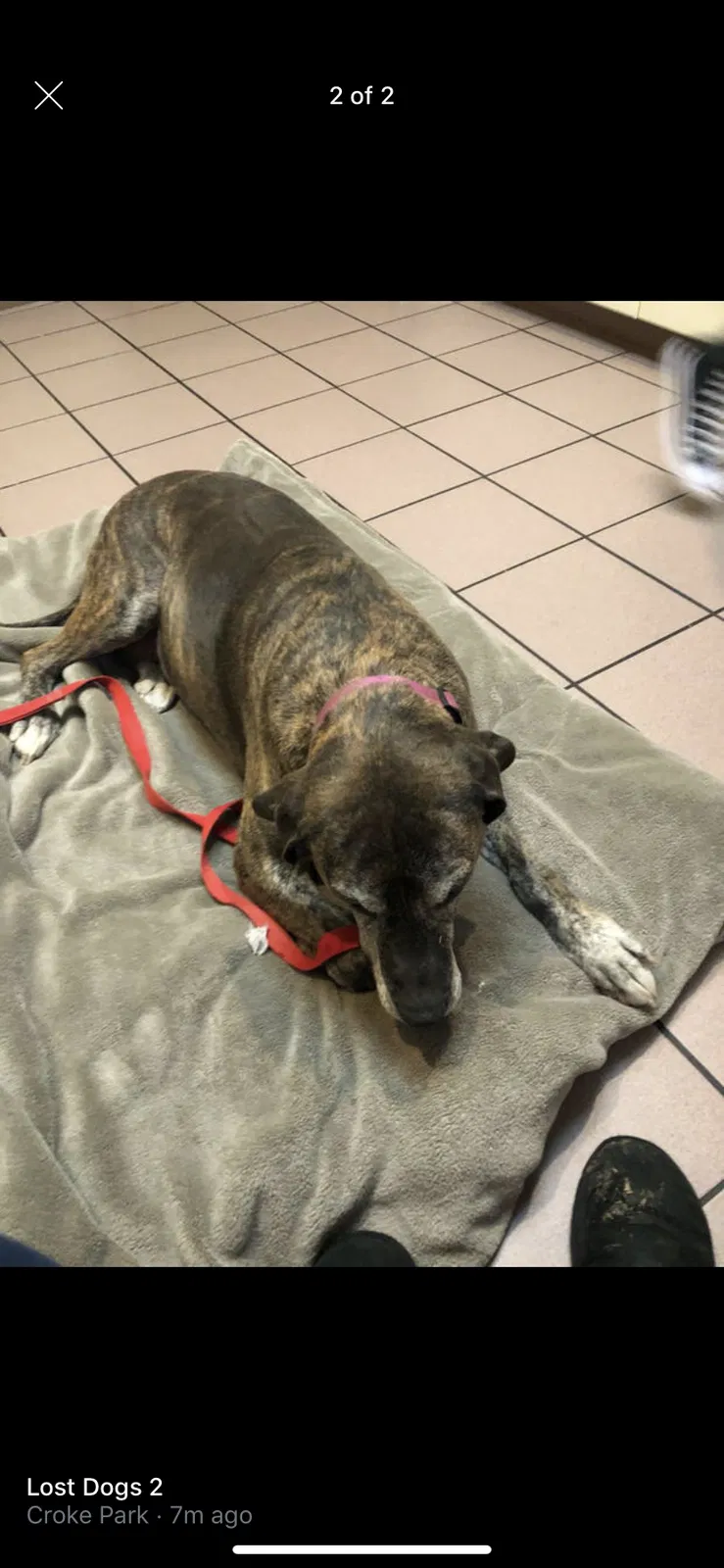Lost dog in Denver, CO, 80234