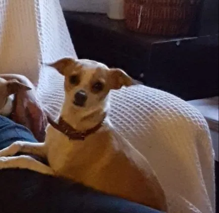 Lost dog in Arroyo Grande, CA, 93420