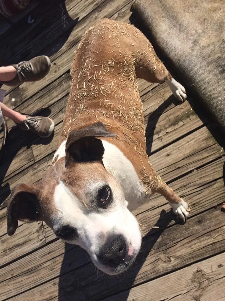 Lost dog in Tulsa, OK, 74105