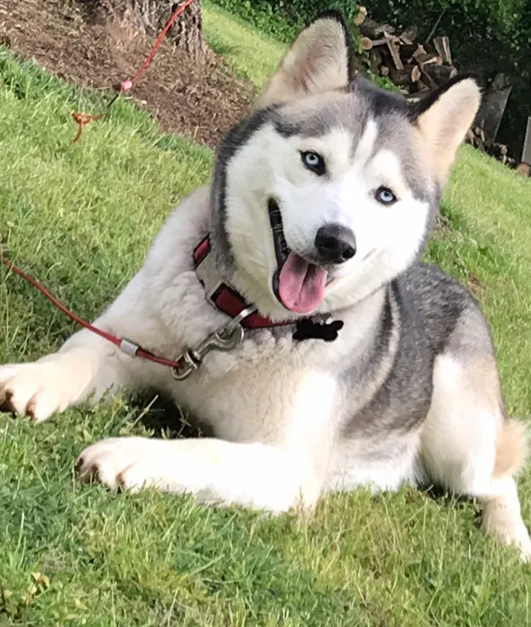 Lost dog in Atlanta, GA, 30360