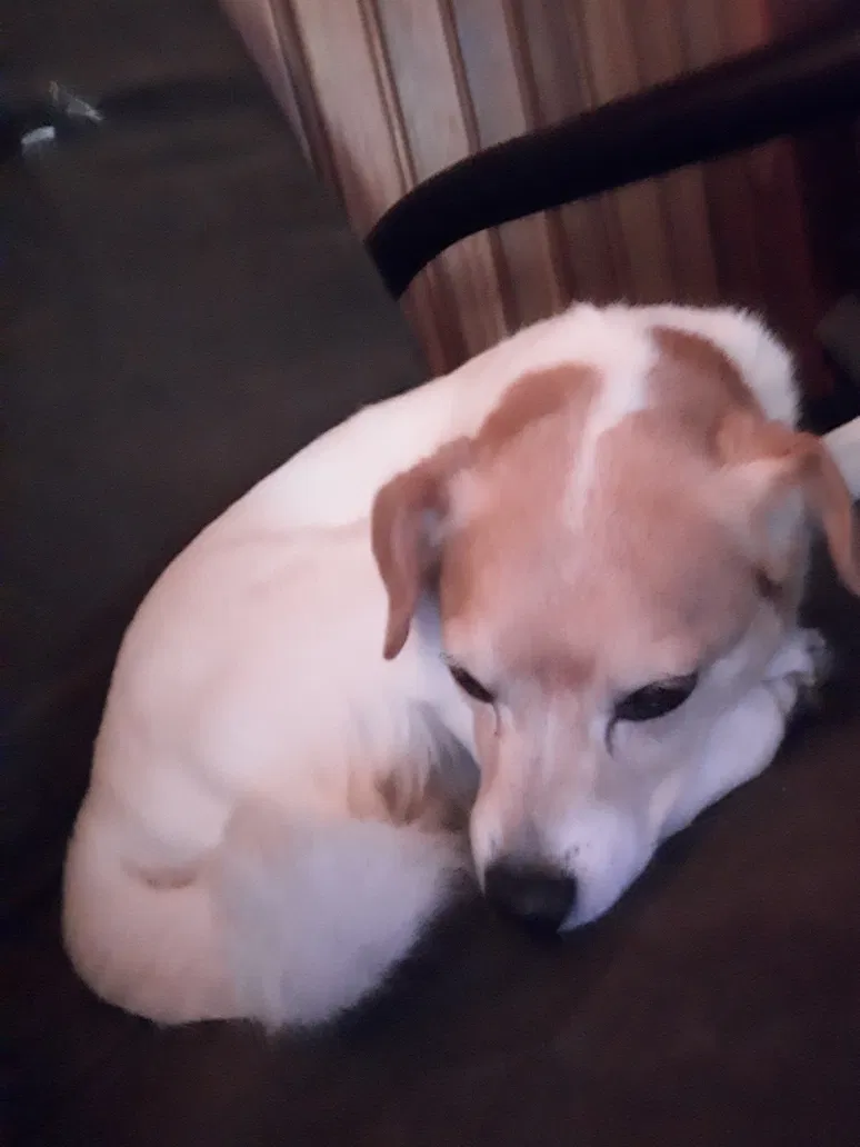 Lost dog in Toledo, OH, 43608