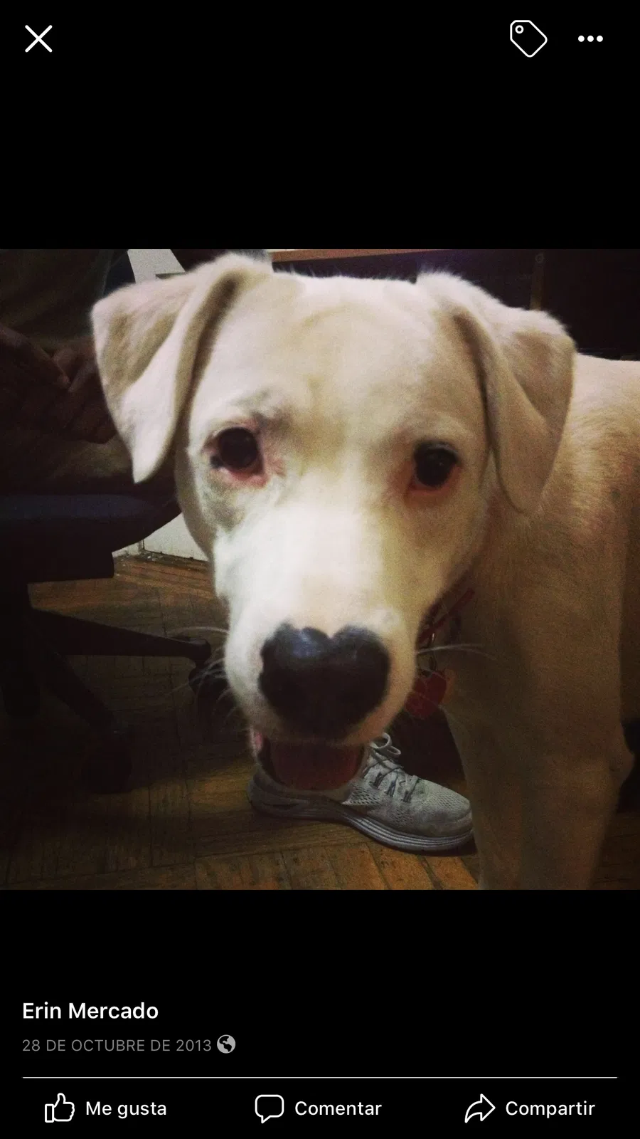 Lost dog in Jamaica, NY, 11435