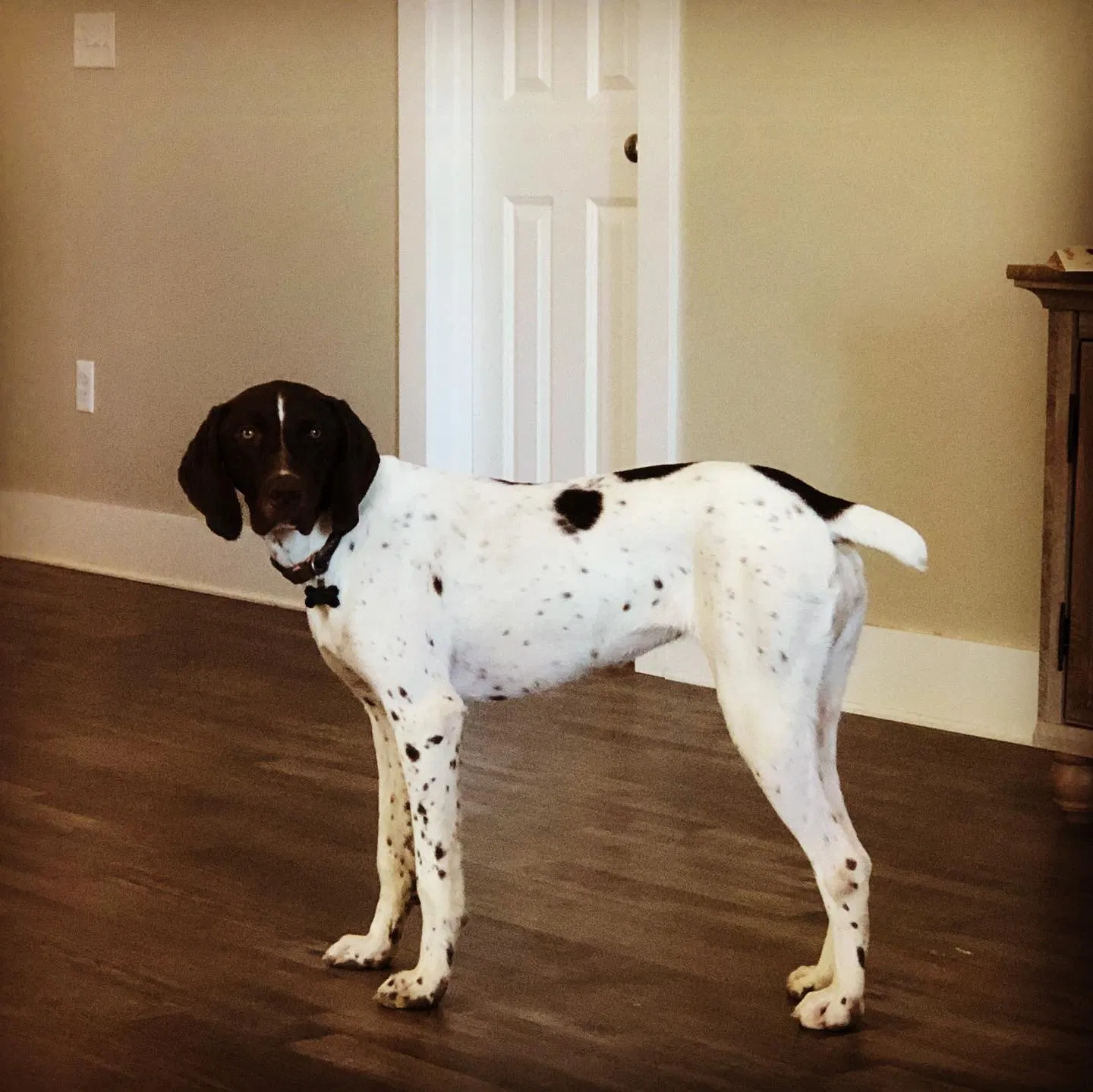 Lost dog in Cullman, AL, 35057