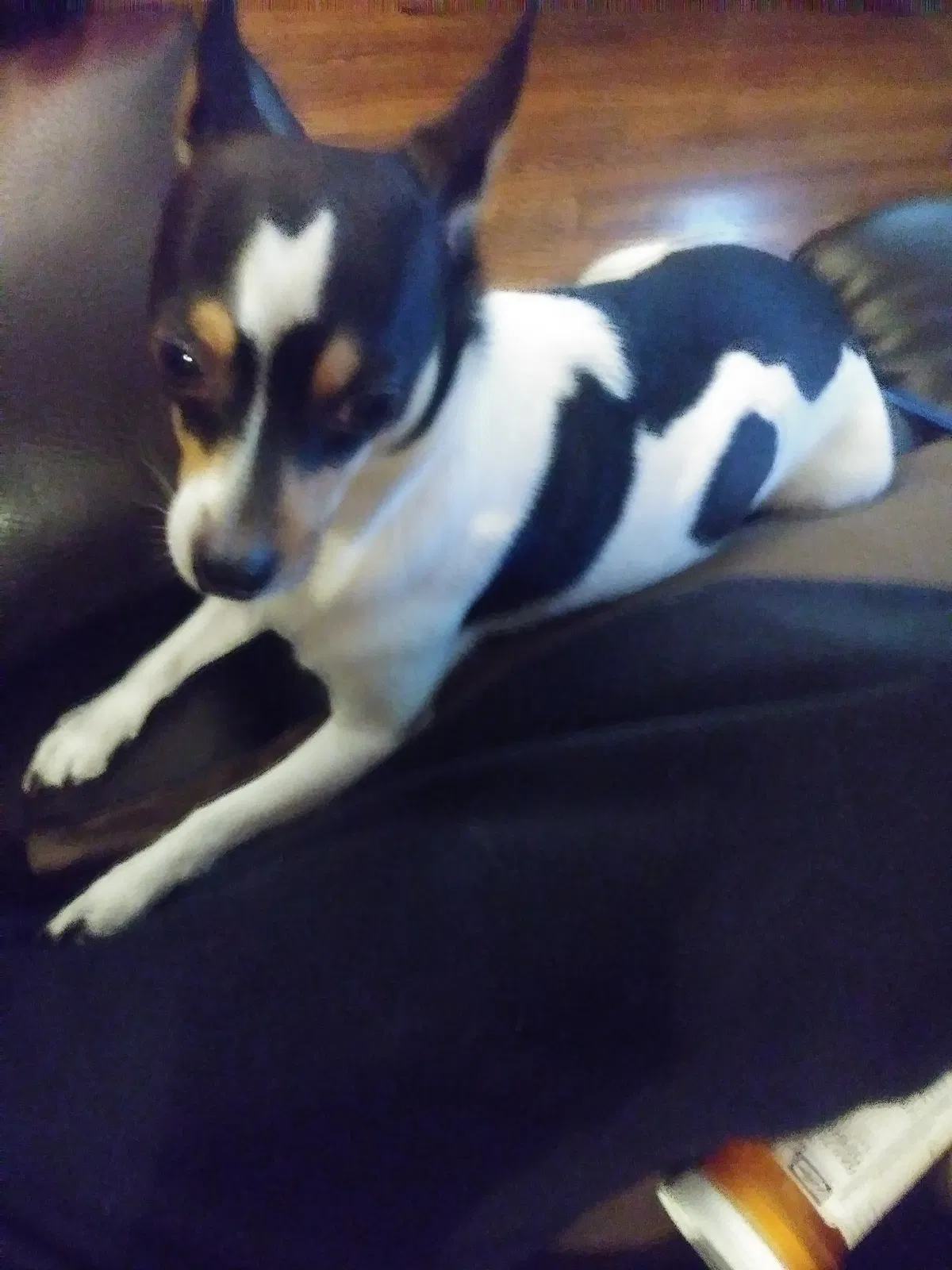 Lost dog in Wichita, KS, 67217