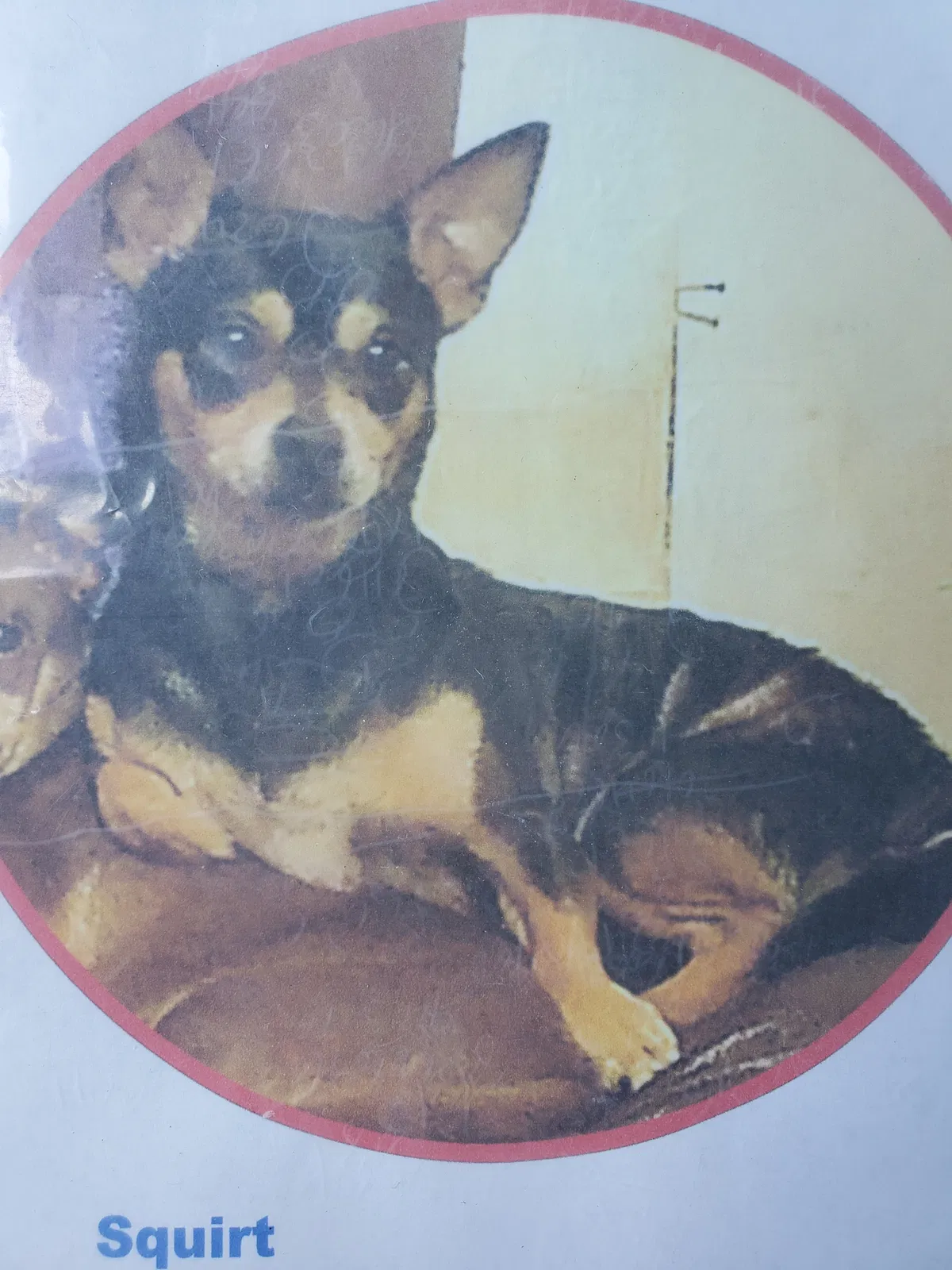 Lost dog in Randleman, NC, 27317