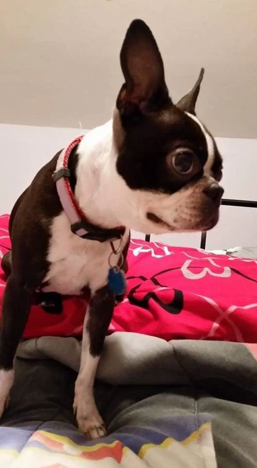 Lost dog in Beech Grove, IN, 46107