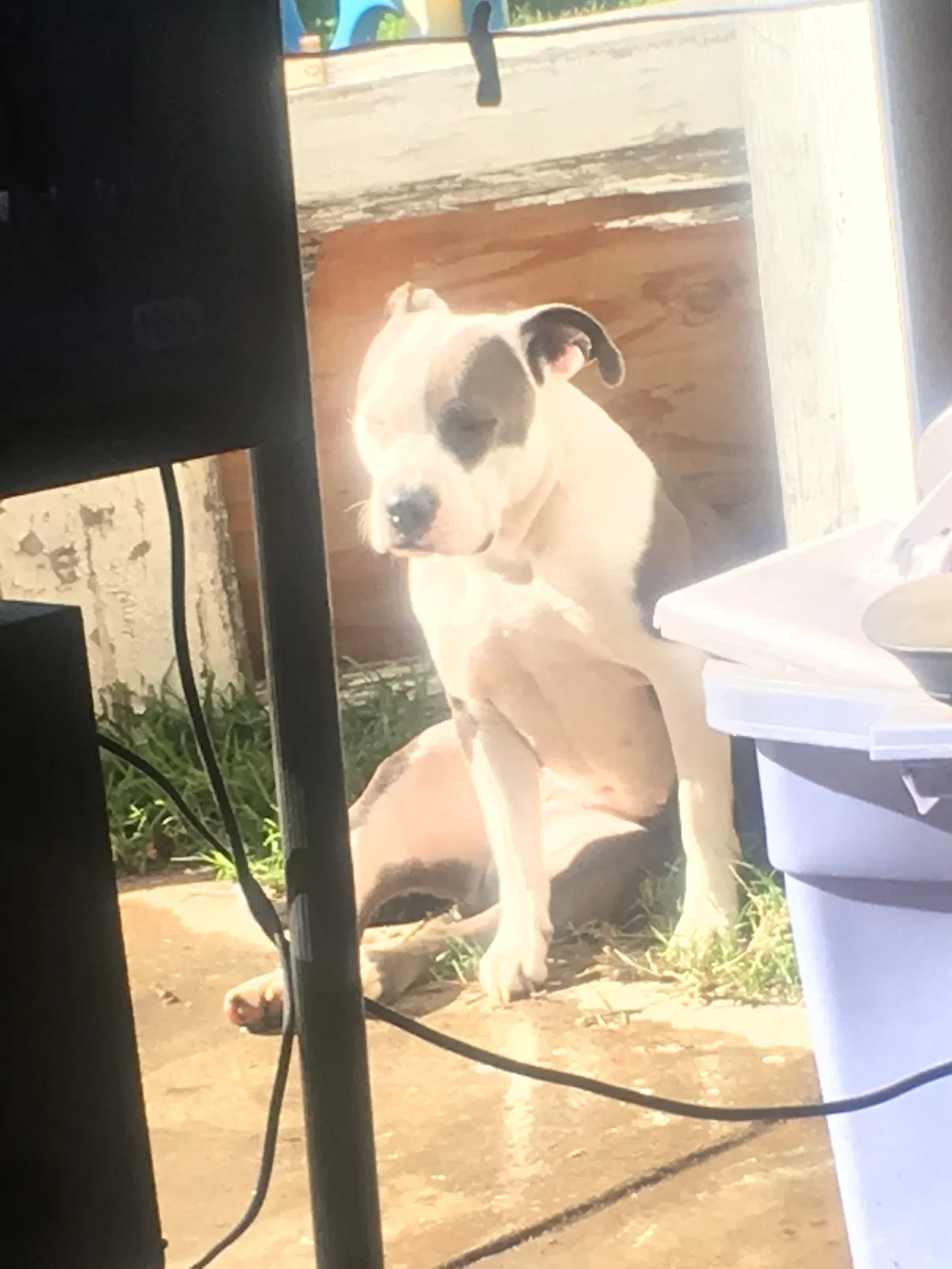 Lost dog in Compton, CA, 90222