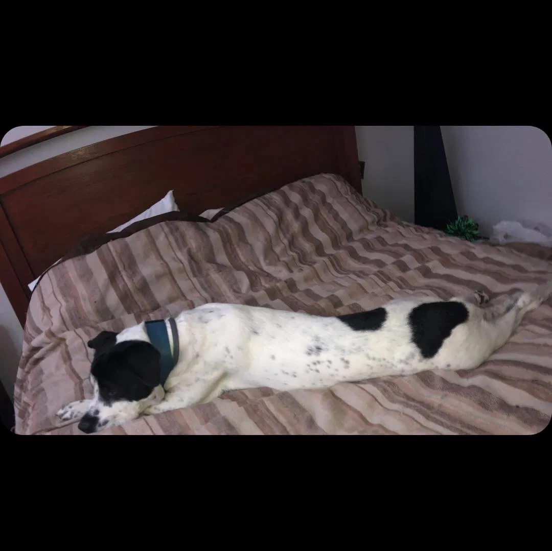 Lost dog in Kansas City, MO, 64130