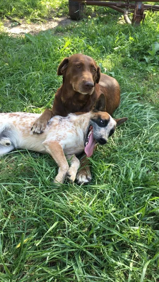 Lost dog in Mcpherson, KS, 67460