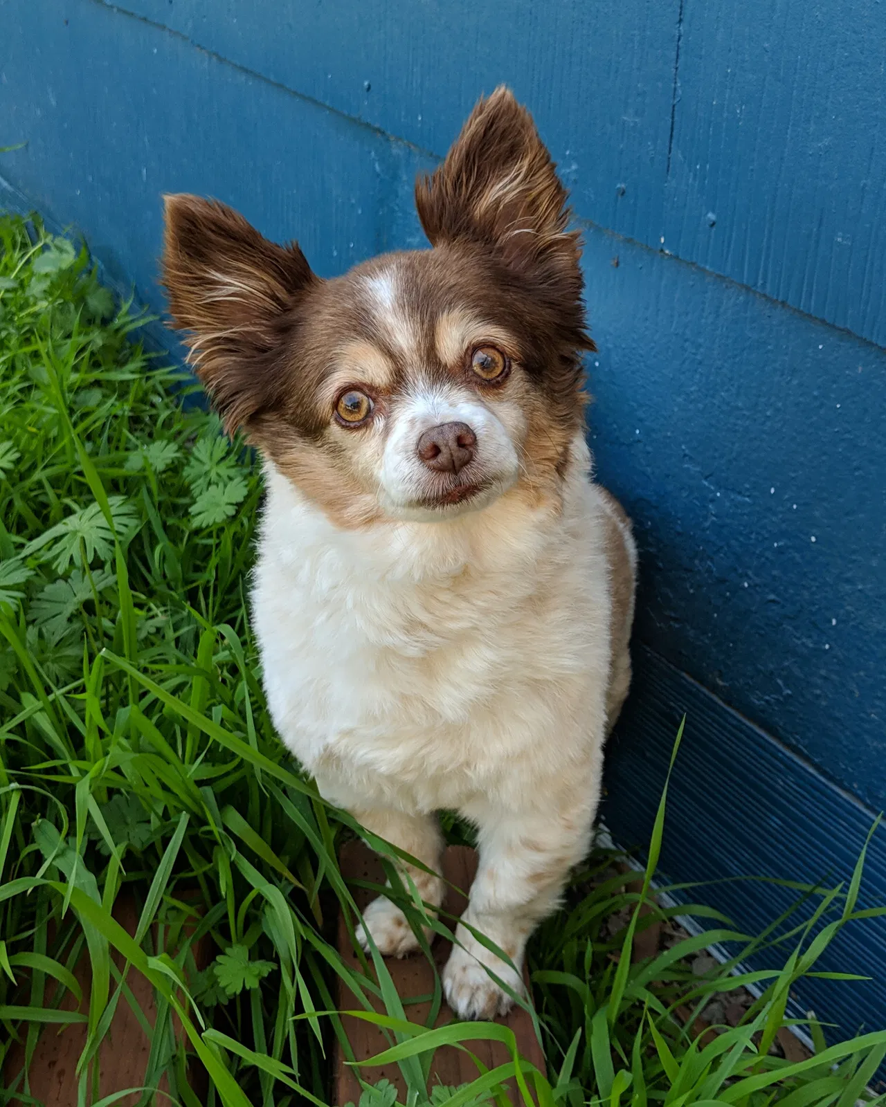 Lost dog in Oakland, CA, 94607