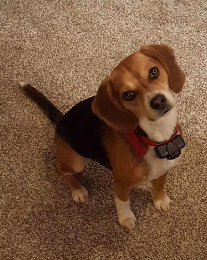 Lost dog in Wickliffe, KY, 42087
