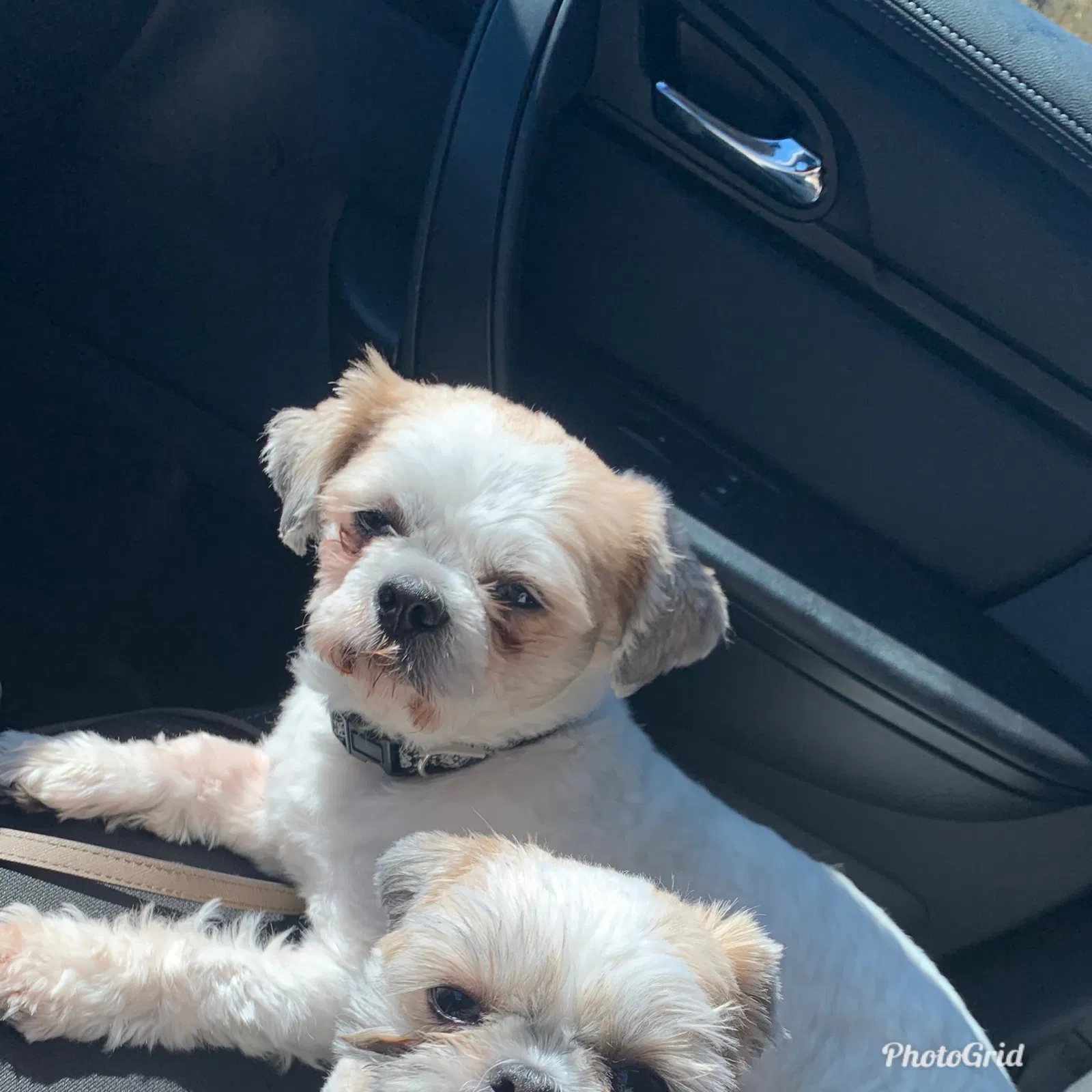 Lost dog in Aurora, IL, 60506