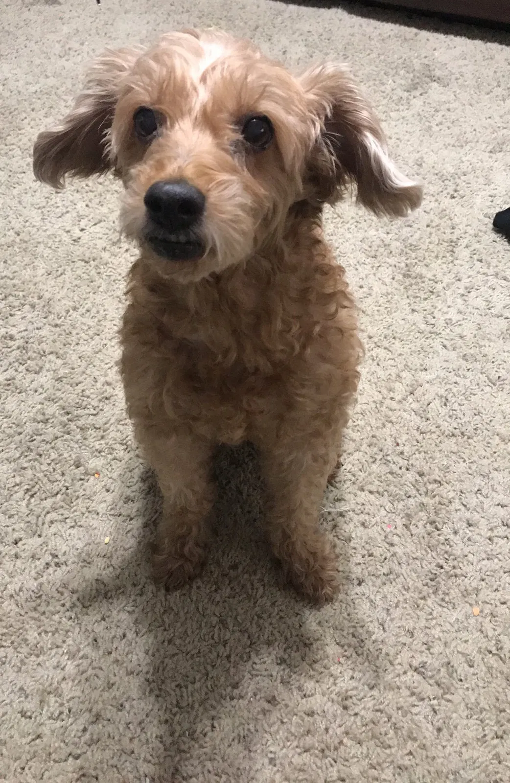 Lost dog in Bloomington, CA, 92316