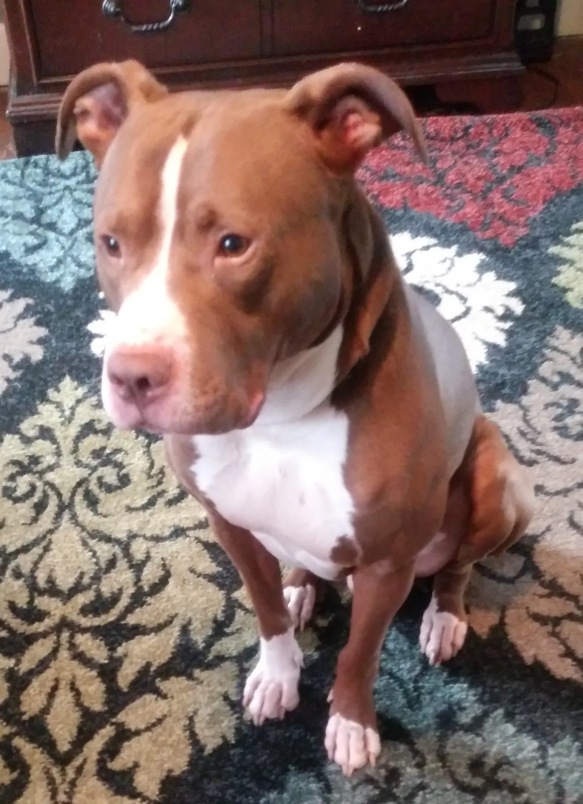 Lost dog in Detroit, MI, 48228