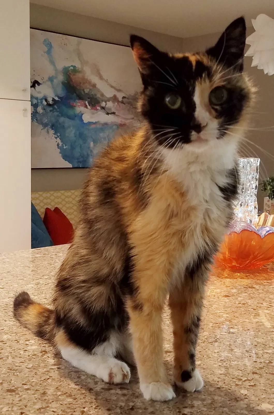 Lost cat in Waynesville, NC, 28786
