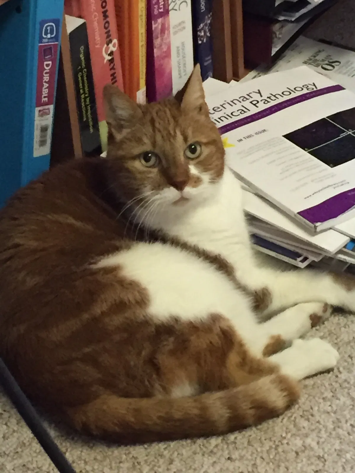 Lost cat in Linthicum Heights, MD, 21090