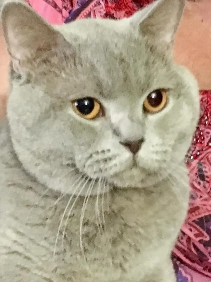 Lost cat in Annapolis, MD, 21401
