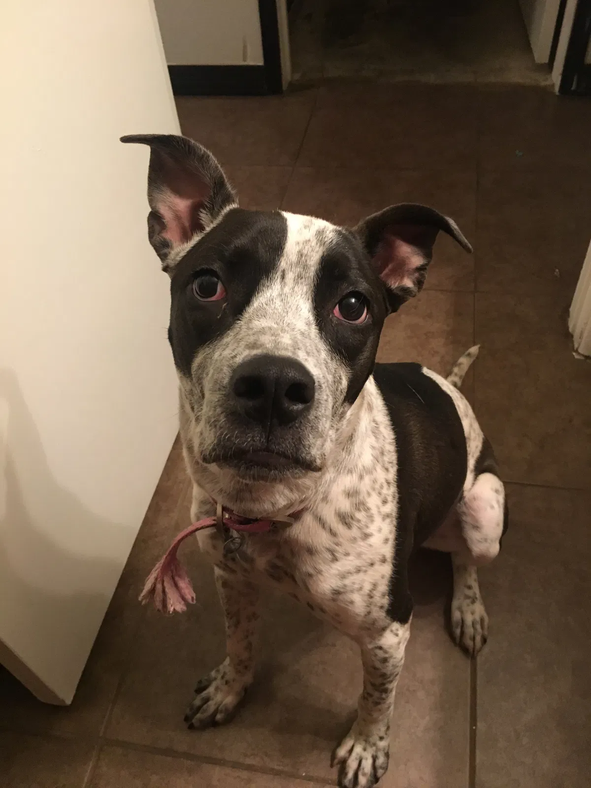 Lost dog in Glendale, AZ, 85301