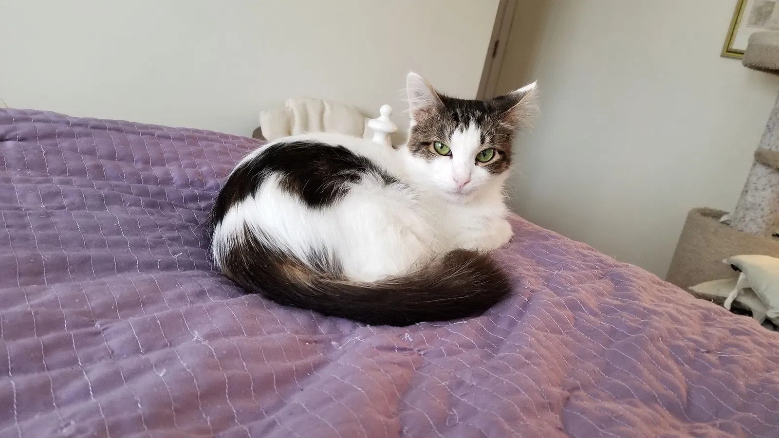Lost cat in Aurora, IL, 60504