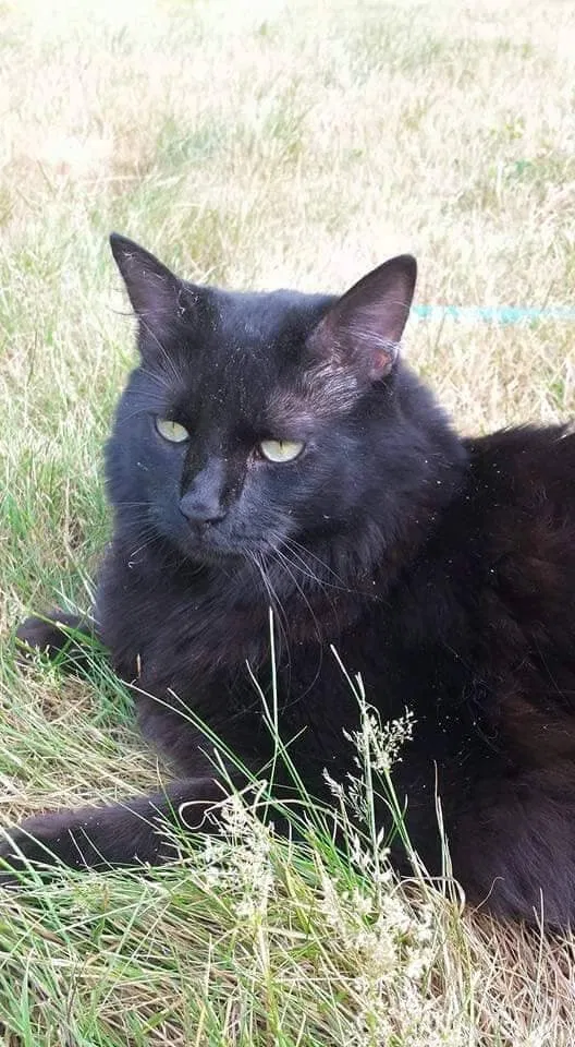 Lost cat in Renton, WA, 98059
