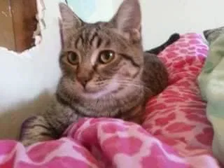 Lost cat in Renton, WA, 98059