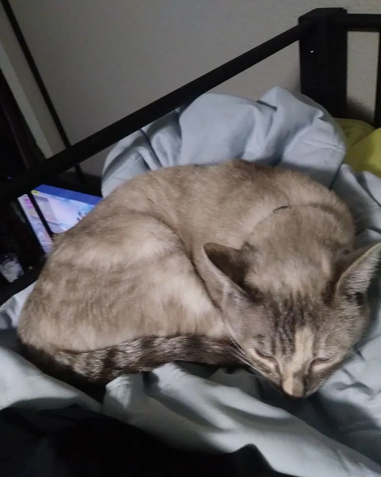 Lost cat in Federal Way, WA, 98023