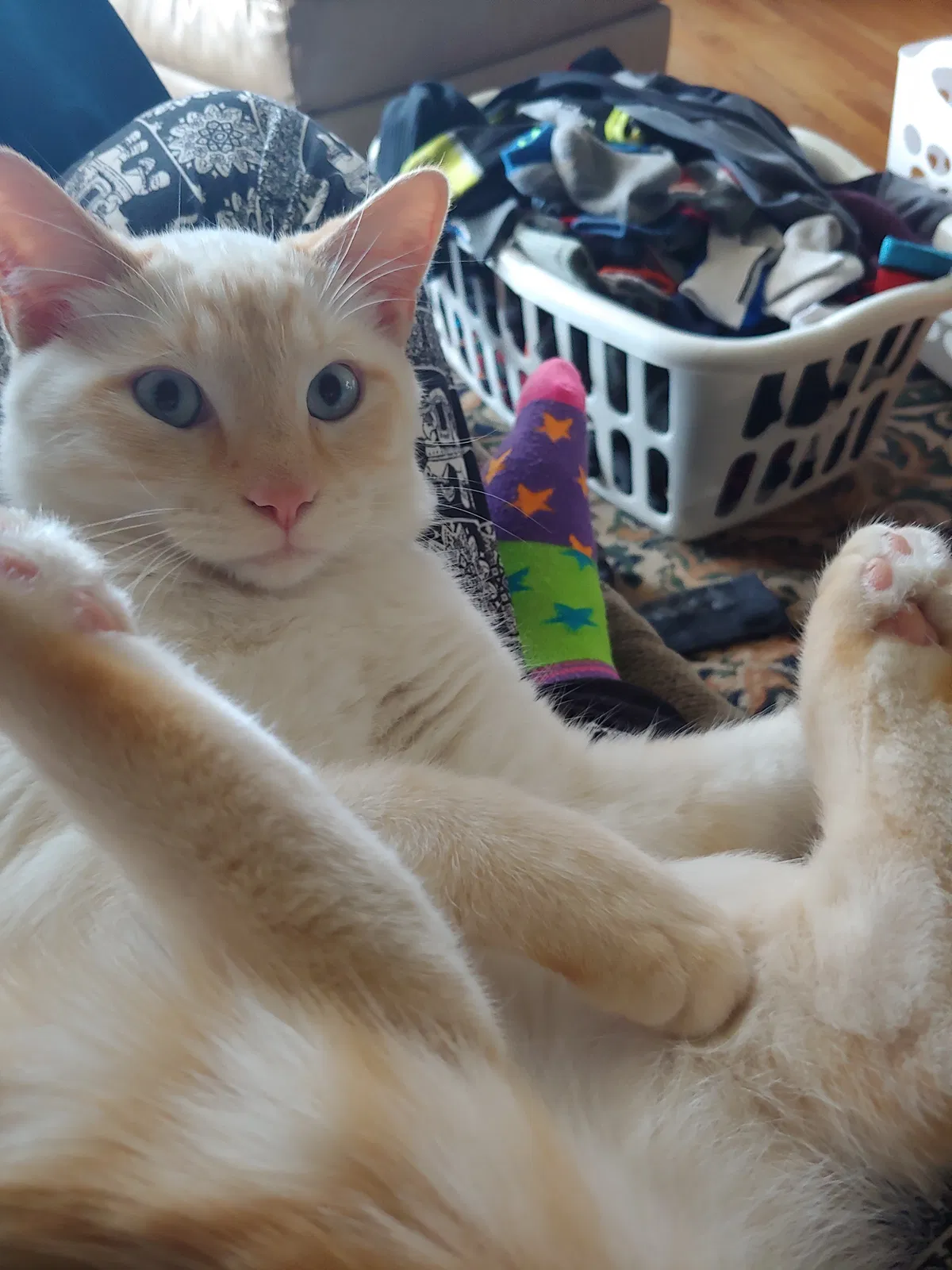 Lost cat in Loveland, CO, 80537