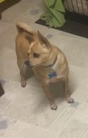 Lost dog in Hutto, TX, 78634