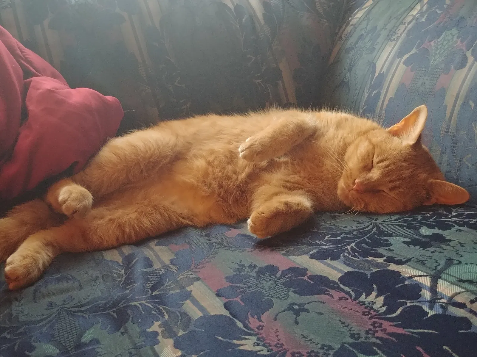 Lost cat in Norristown, PA, 19401