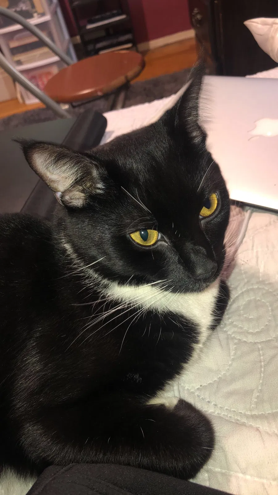 Lost cat in Pittsburgh, PA, 15235