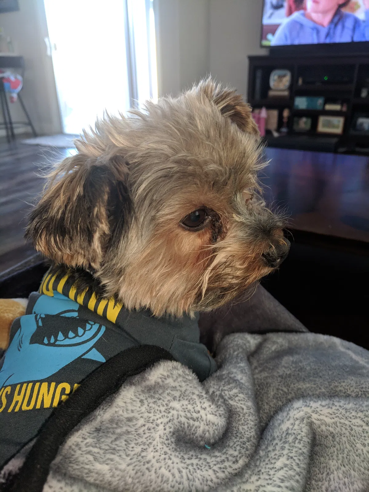 Lost dog in North Las Vegas, NV, 89031