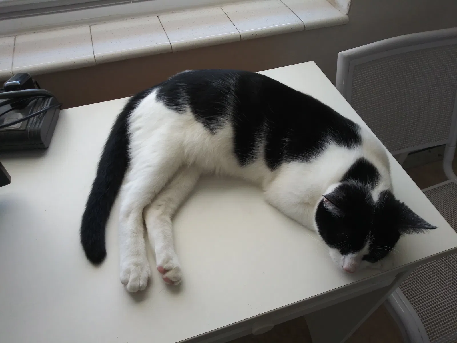 Found cat in Pompano Beach, FL, 33060