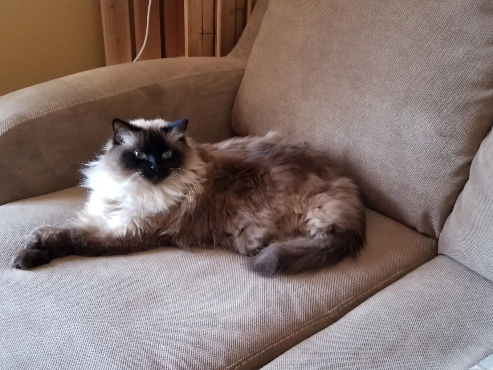 Lost cat in Mesa, AZ, 85206