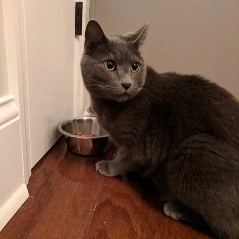 Lost cat in Nashville, TN, 37204