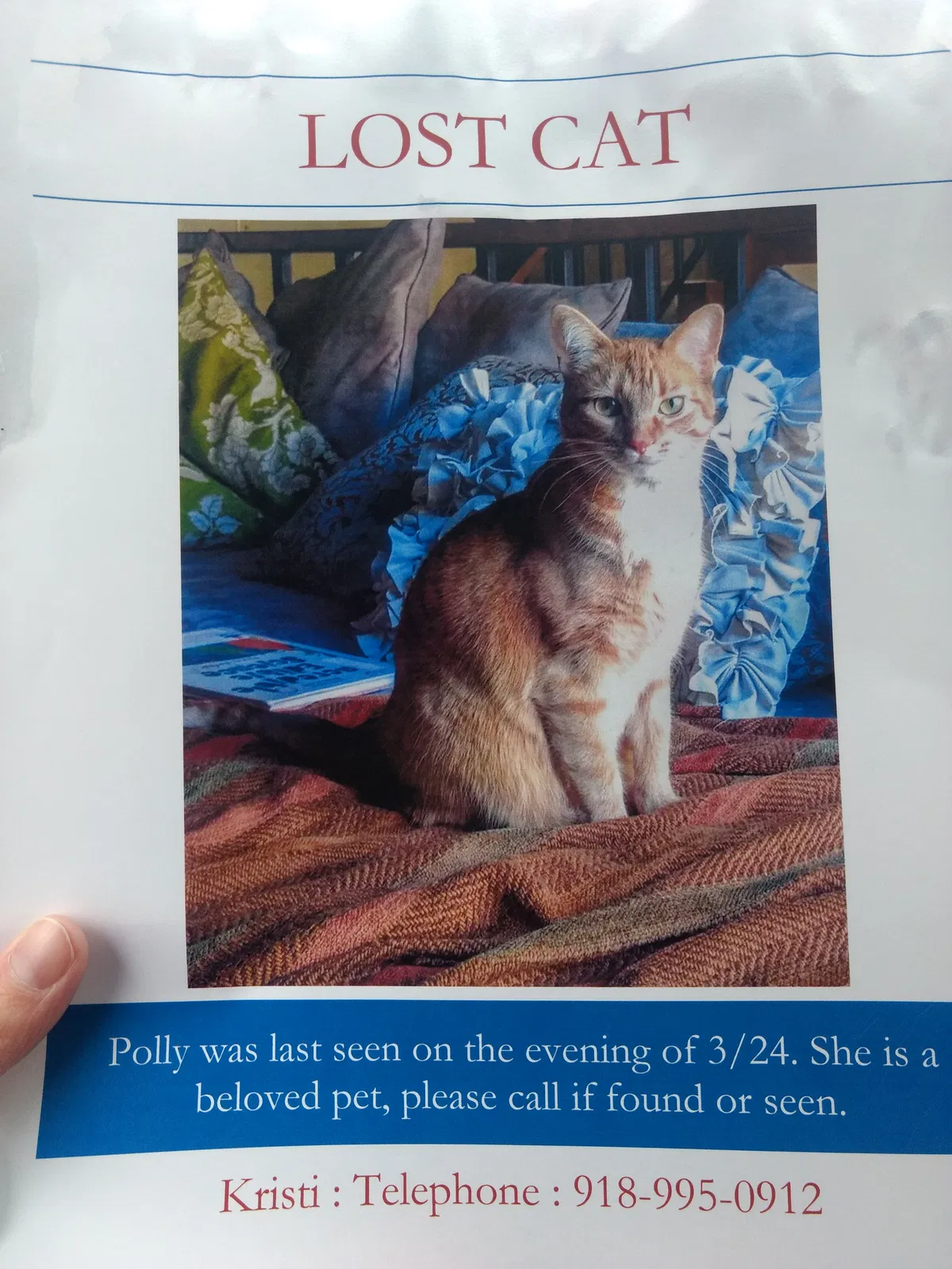 Lost cat in Tulsa, OK, 74137