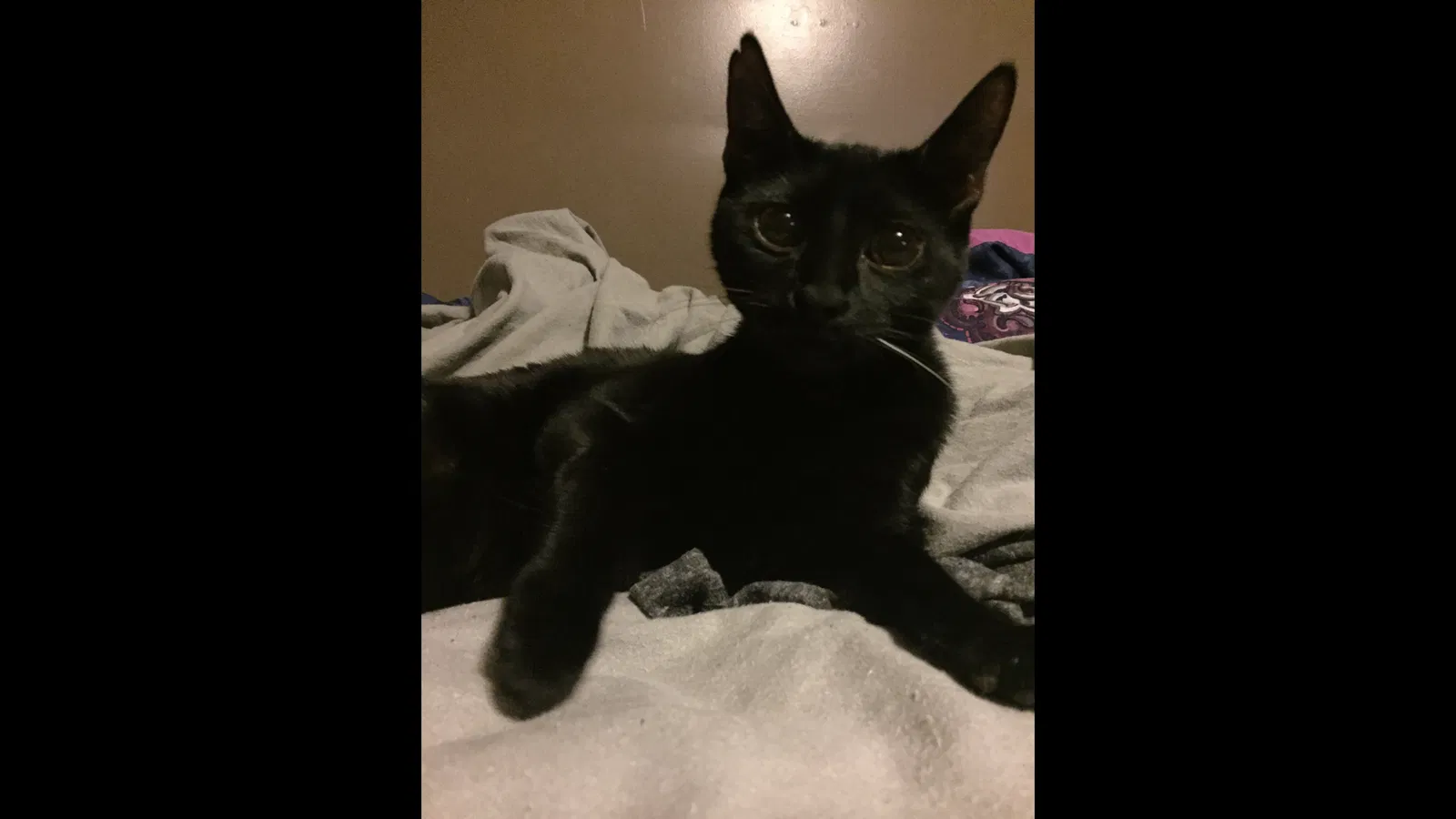 Lost cat in Battle Creek, MI, 49015