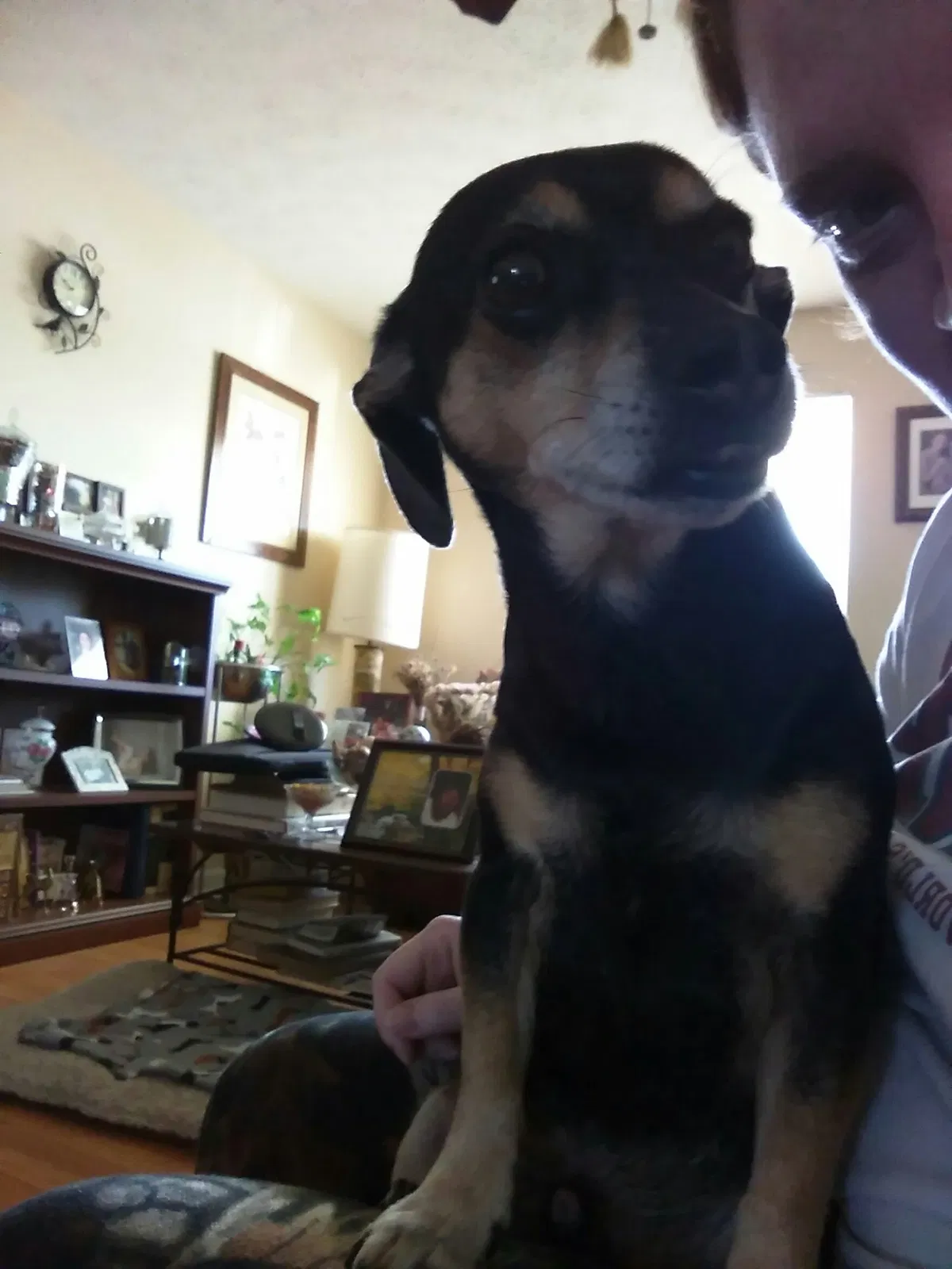 Lost dog in Gallatin, TN, 37066