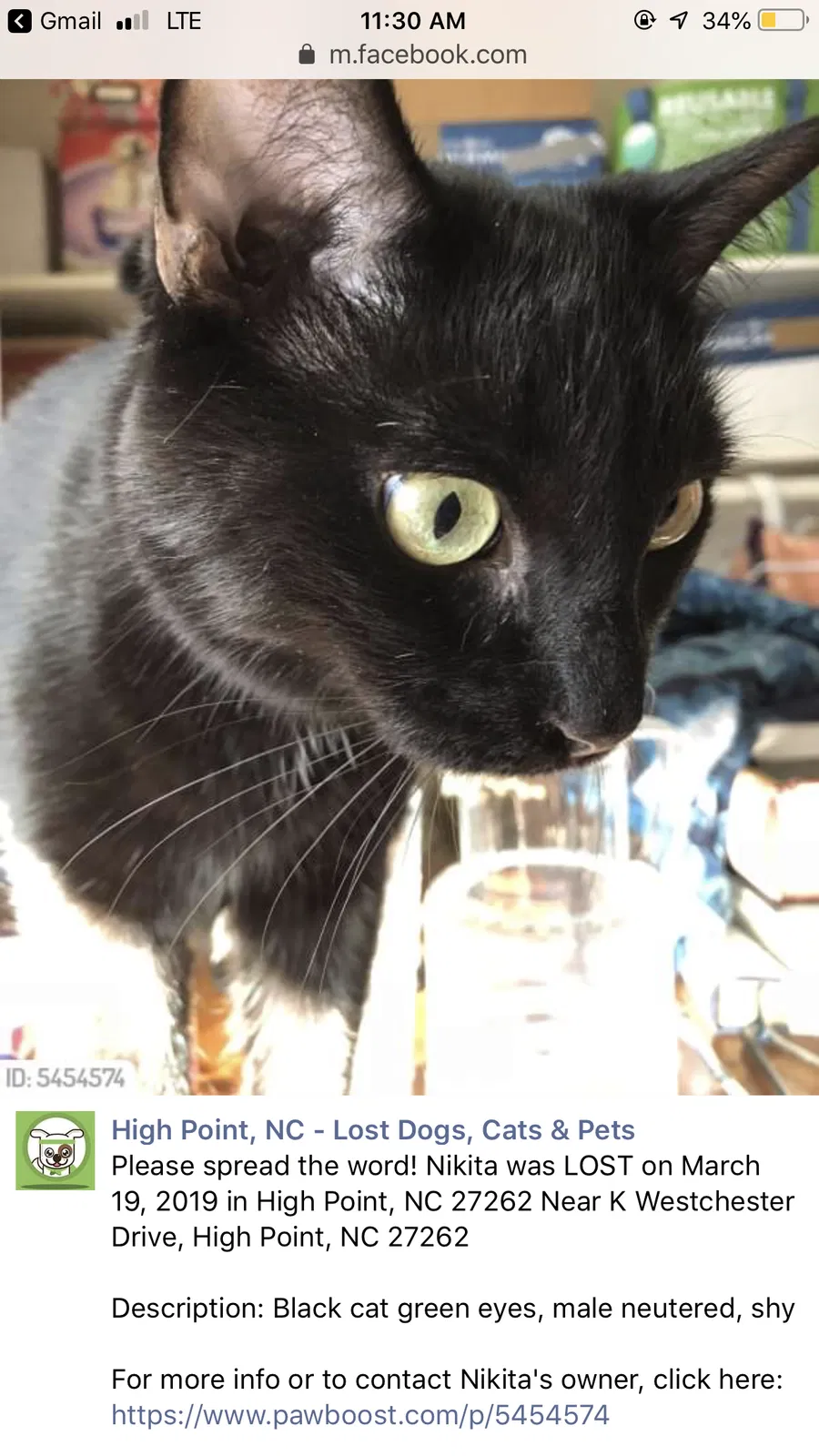 Lost cat in High Point, NC, 27262