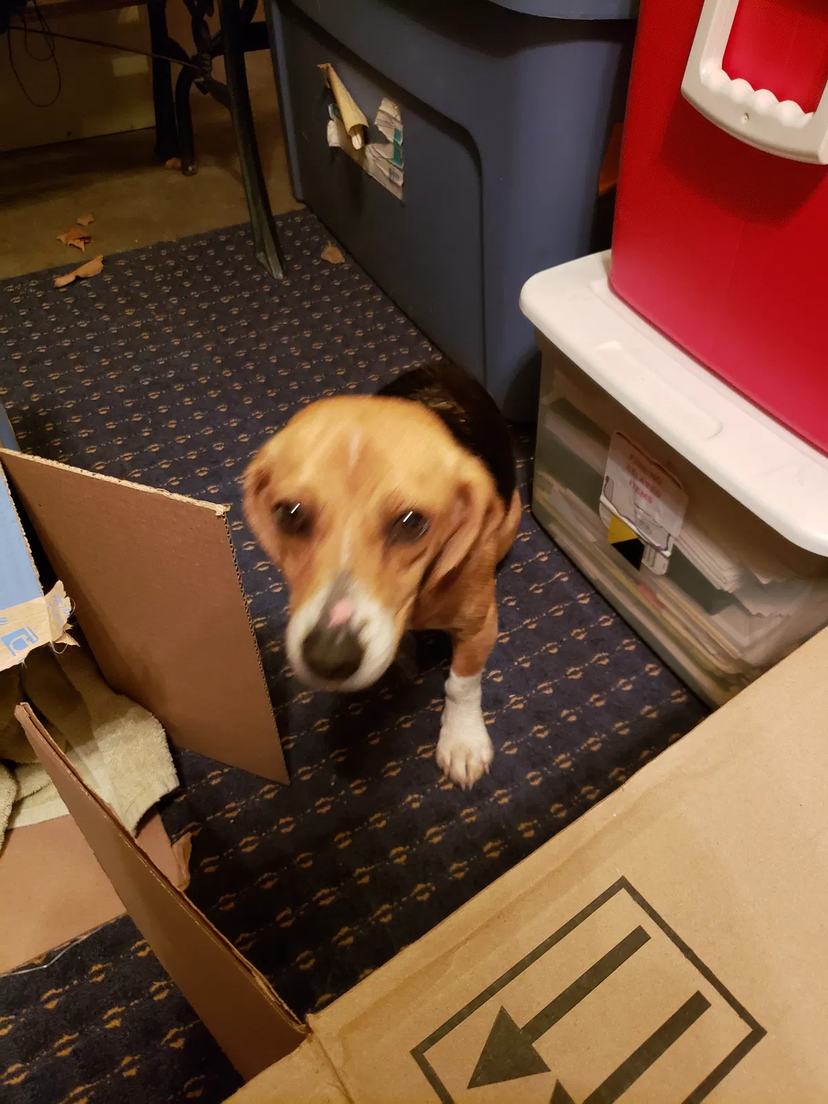 Found dog in Wentzville, MO, 63385