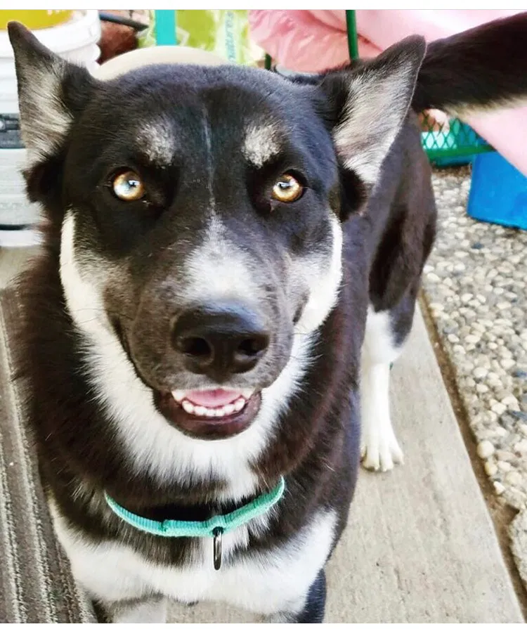 Lost dog in Reno, NV, 89508