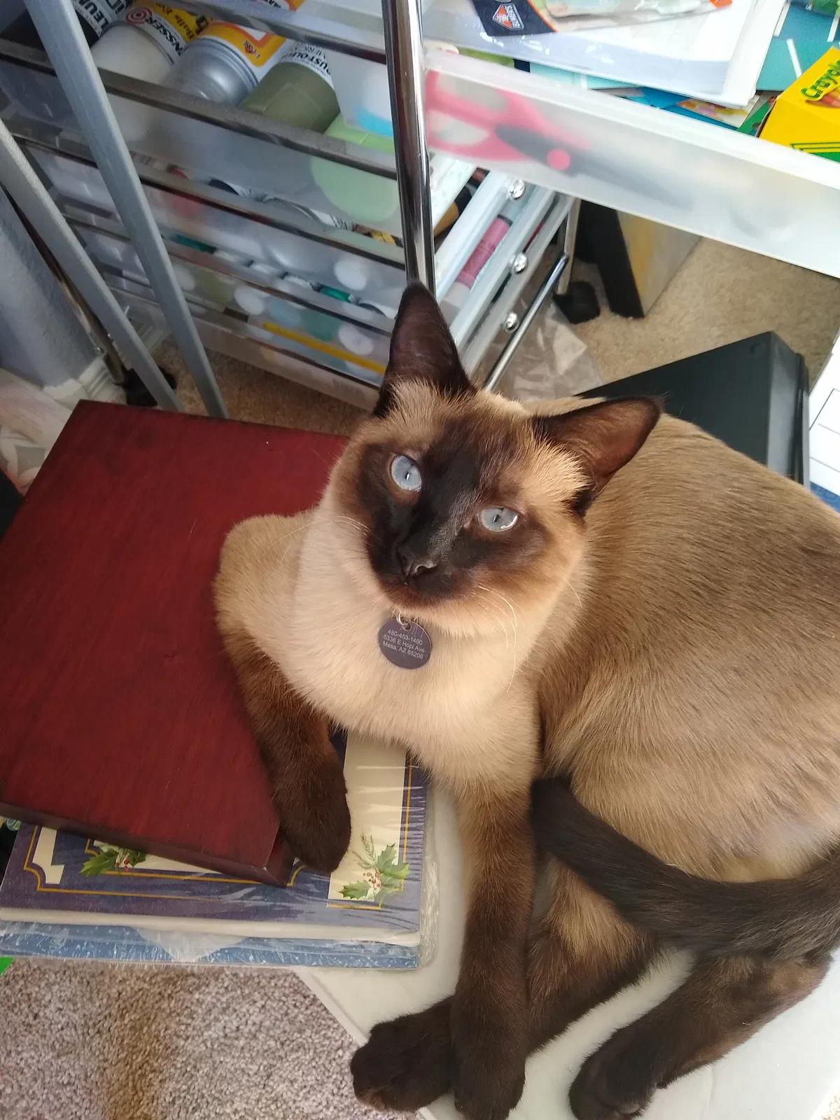 Lost cat in Mesa, AZ, 85206