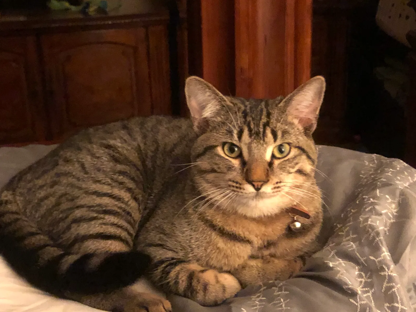 Lost cat in Pensacola, FL, 32506