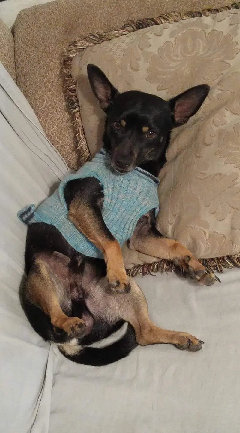 Lost dog in Albuquerque, NM, 87121